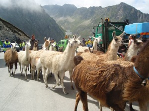 Alpacas on the Tourmalet